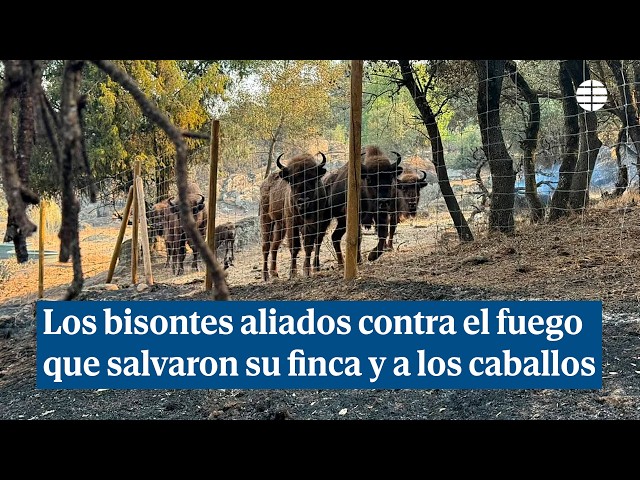 The bison that saved a nature reserve from the flames And their horses