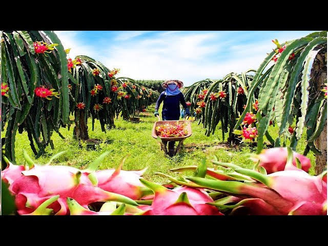 Asian Dragon fruit Farming and Harvest - Dragon fruit cultivation and process in Factory