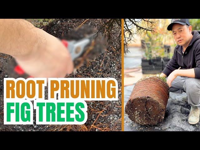 Root pruning a fig tree in a container. Warning: Graphic pruning footage.