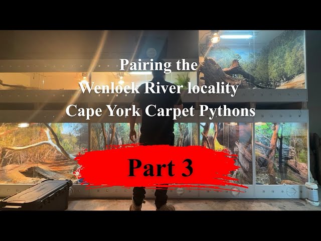 Part 3: Pairing Carpet Pythons - Baths, Feeding & Behaviours!