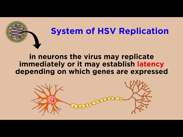 Herpes Simplex Virus (HSV-1 and HSV-2)