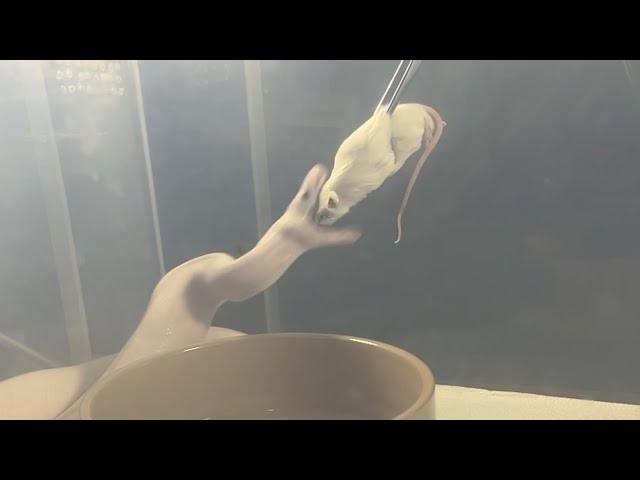 OROCHIMARU | Super Fire Royal / Ball Python | #feeding 🤍🎬 (26.01.26)