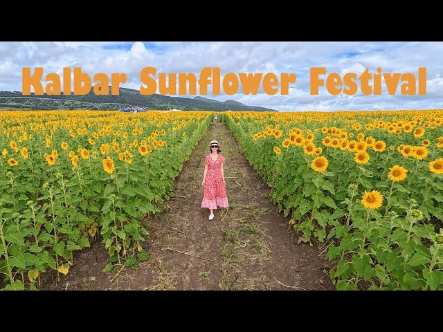 Kalbar Sunflower Festival 2025 🌻