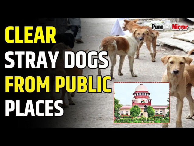 Supreme Court | Stray Dogs from Public Places | Pune Mirror