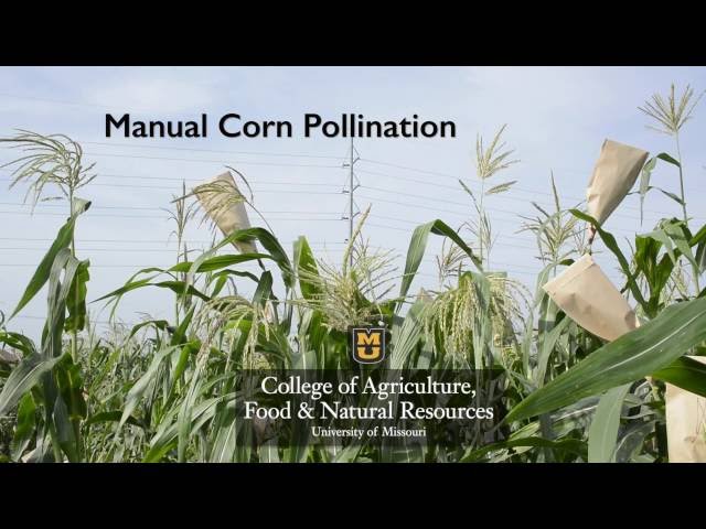 Manual Corn Pollination