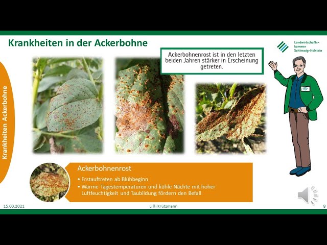 Diseases in Field Beans, Spring 2021, LKSH