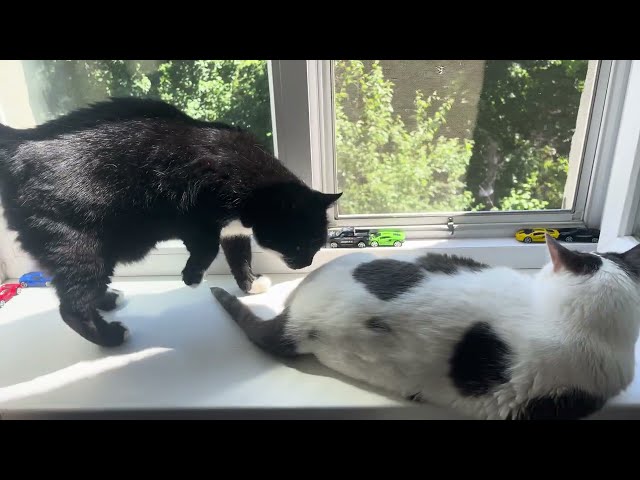 Tuesday Cat morning. Sweet Cats wish you a Lucky Day. Relaxing video for sleep. Funny Cat video 