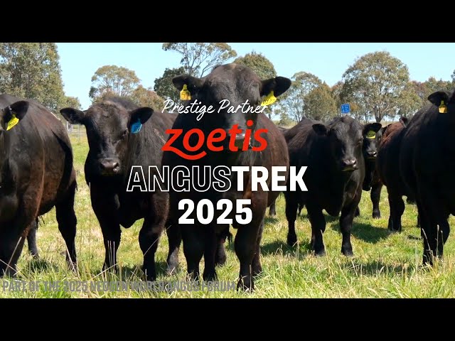 Welcome to Bald Blair Angus |  2025 AngusTREK Invitation from Sam White