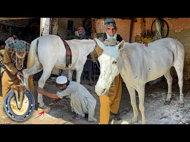 Extremely Satisfying Horse Hoof Restoration & Hair Cutting | Hoof Restoration | Farrier ASMR