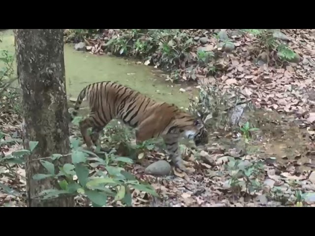 King Cobra vs Tiger | Corbett | Bijrani Zone