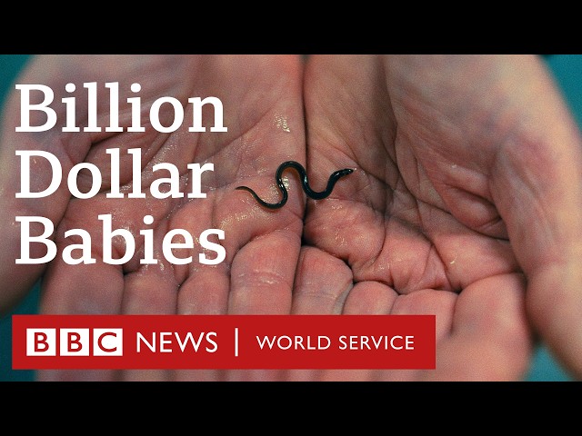 Eels: Billion Dollar Babies - BBC World Service Documentaries