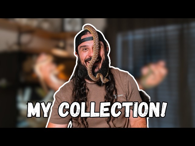 👉 Meet My Reptile Collection!