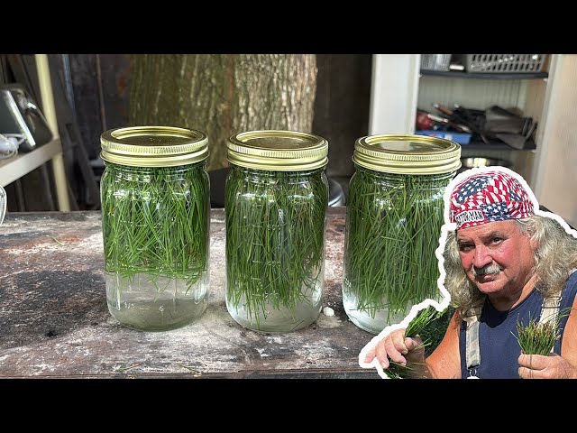 PINE NEEDLE Soda | How to Make Sprite from Pine Needles