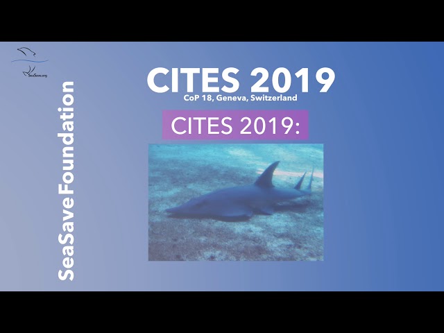 Marine species @CITES 2019