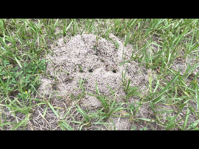 ANT MOUND ACTIVE FIRE-ANTS  ANT B-ROLL B-REEL ANTS IN MOTION
