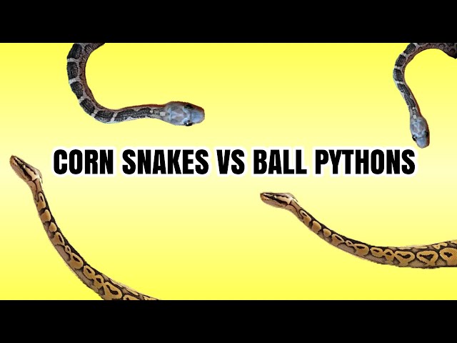 BEST BEGINNER SNAKE FOR YOU | COLD-BLOODED CREATURES