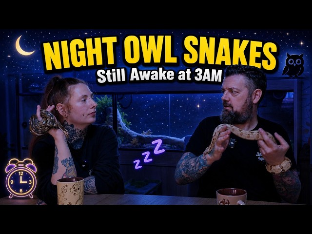 The Perfect Snake for Night Owls (That Actually Stay Awake)