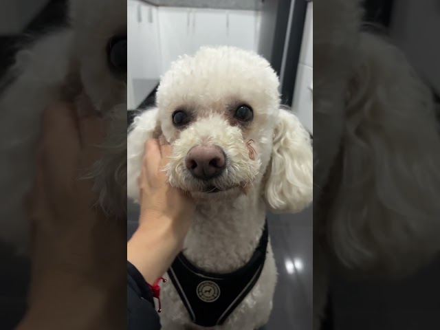Mi chester bello