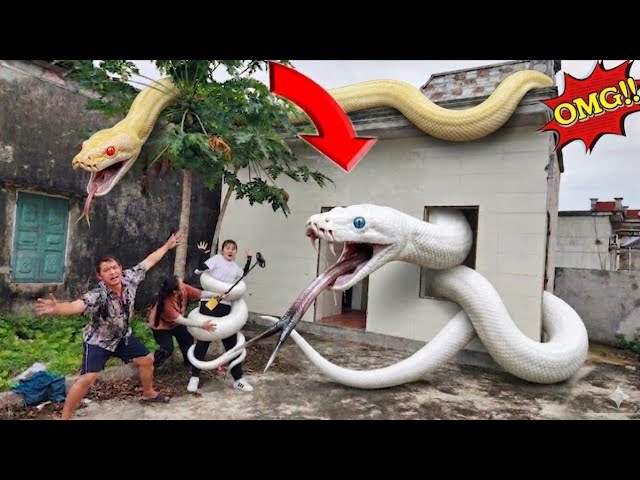 Female expert uses snake detector to search for a golden python in an abandoned house.