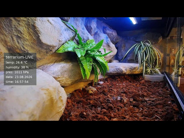 terrarium-LIVE 🔴 23/08/2026 🐍 Ball Python Regius Snake