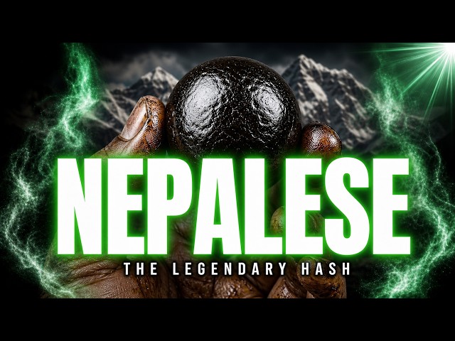 Nepalese: The Strain Behind The Best Hash In The World