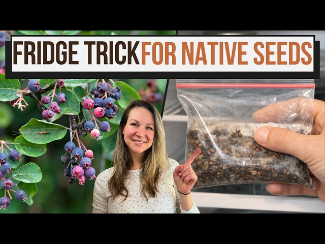 How to Prep Saskatoon Serviceberry Seeds for Spring Planting (Amelanchier alnifolia Guide)
