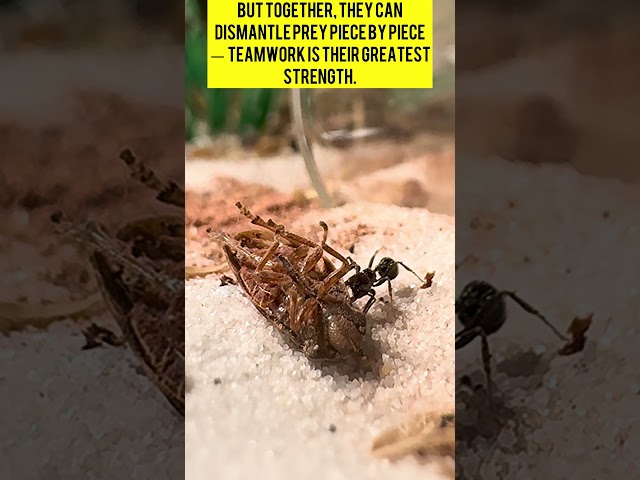 Do Ants Prefer Live or Dead Prey? 🐜 | Messor barbarus Colony Experiment
