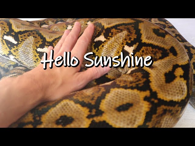 Starting The New Year With A Freshly Shed Sulawesi Reticulated Python