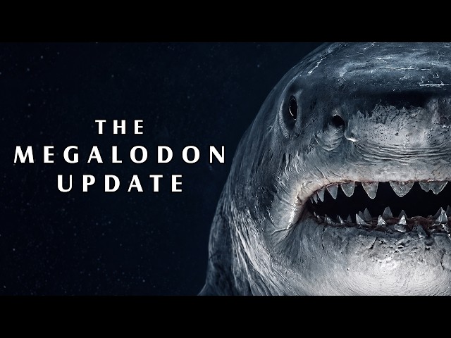 This New Evidence Just Gave Megalodon a Serious Upgrade