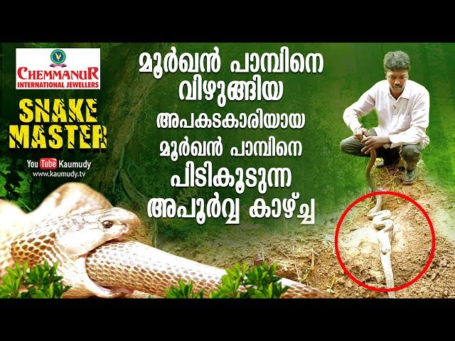 Cobra swallows another cobra | Rare Visuals | Snakemaster | Vava Suresh | EP 387
