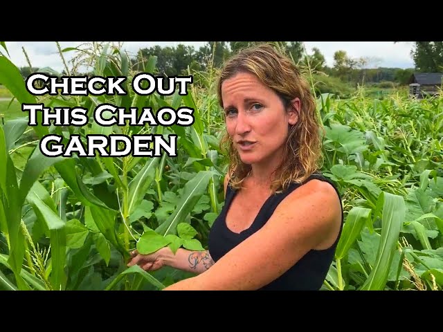 You Should See this Epic CHAOS GARDEN 🌻