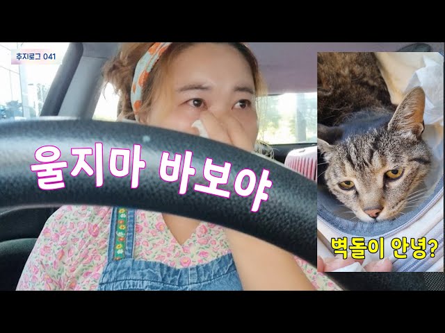 Bricky's here! A tearful health checkup / No time to cry! Grooming a large dog! Country cafe log ...