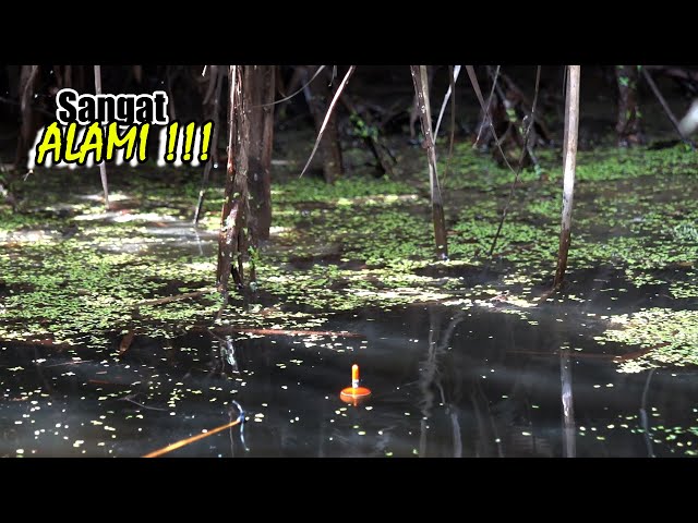 This swamp has a lot of fish when fishing #SG-374