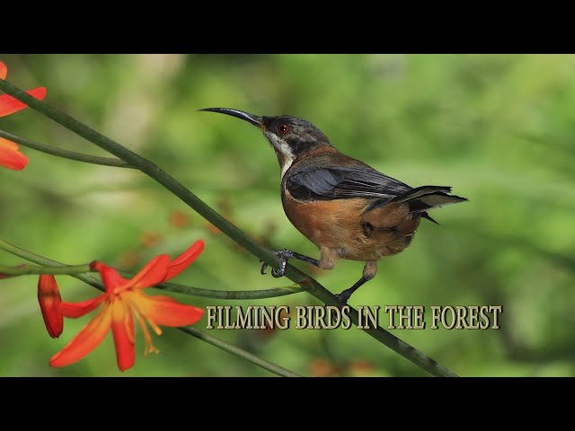 Filming  Birds Animals of the Forest+Tips for filming Birds
