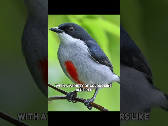 they are so rare and endangered #rareanimal... #Shorts #store.curiosity