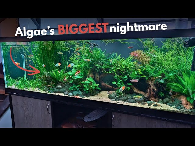10 Things Algae Hates (And Your Plants Love)