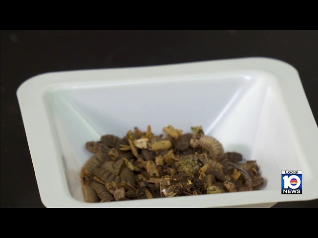 Scientists explore turning beach sargassum into fish food
