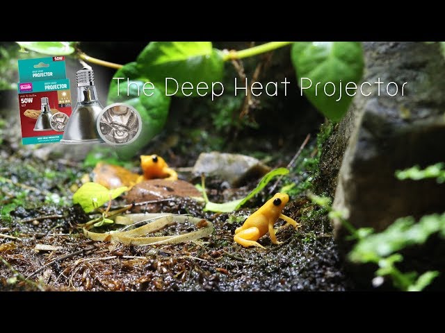 The Best Reptile Heat lamp, The Deep Heat Projector by Arcadia Reptile