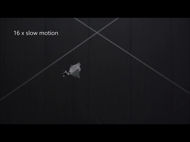 DelFly Nimble flying fast forward