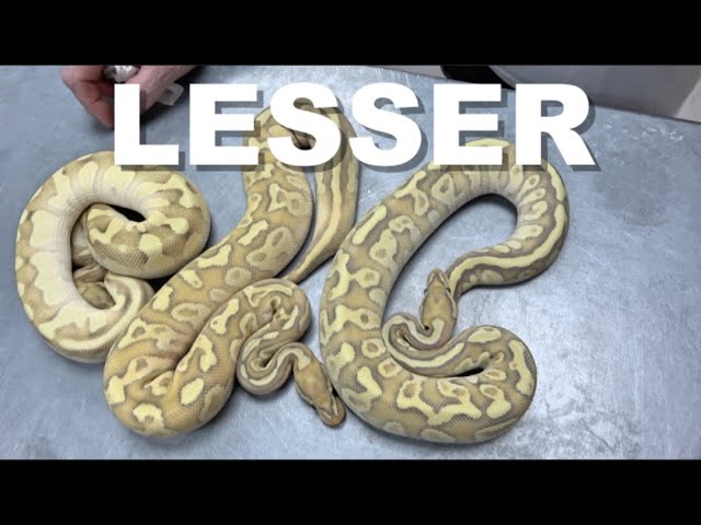 "Featured Morph" Lesser Ball Python