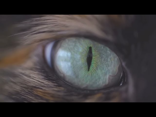 Man Of No Ego - Blinkers Removed [432hz] [Downtempo]