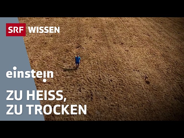 Extremwetter: Wie retten wir unsere Ernten? | Einstein | SRF Wissen