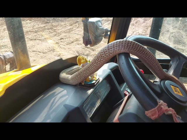 Biggest Snake While Excavator Digging The jcb machine in big snake was penetrated inside the machine
