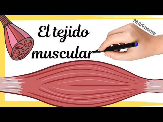 MUSCLE TISSUE