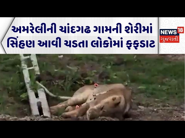 Amreli Lion News | અમરેલીની ચાંદગઢ ગામની શેરીમાં સિંહણ આવી ચડતા લોકોમાં ફફડાટ | Forest Department