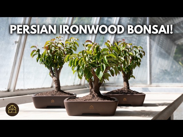 Introducing Persian Ironwood! | Now Available at Bonsai Heirloom