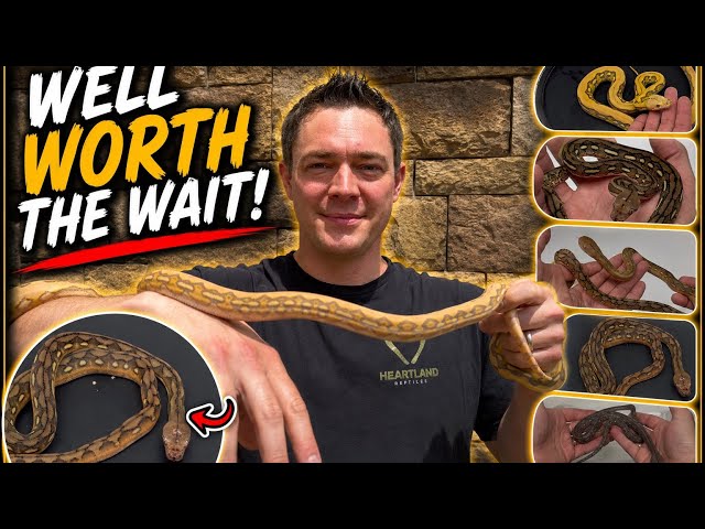 I Waited YEARS for These Snakes!