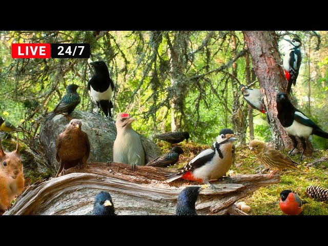 🔴24/7 LIVE CAT TV NO ADS😺 Bird Watching Extravaganza at Cozy Forest Nook Restaurant