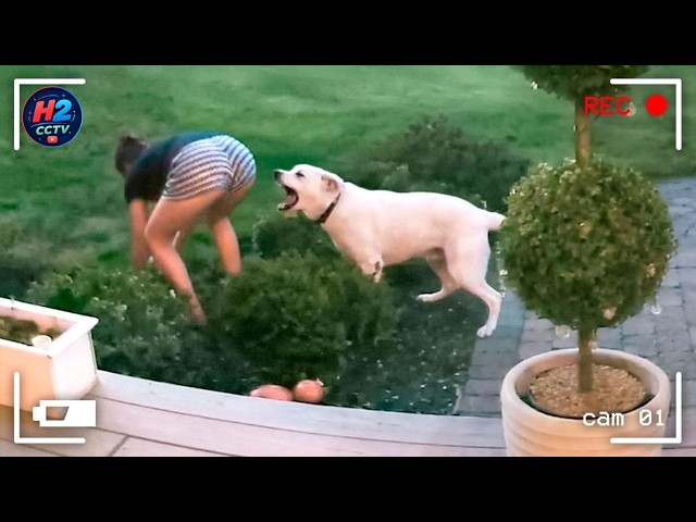 Caught in 4K! 😆 Epic Security Camera Fails Compilation 2026 #6