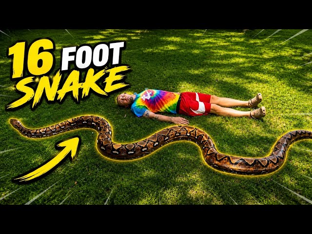 Hanging out with a GIANT Snake 